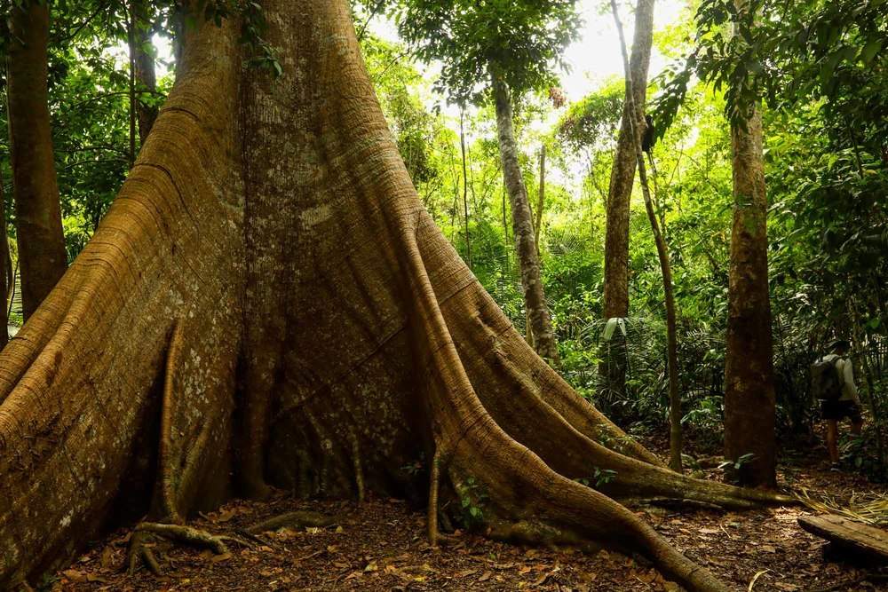 Sumaúma: a árvore-mãe da Amazônia e os caminhos invisíveis da água